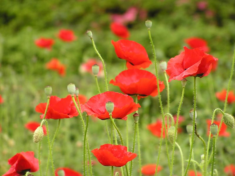 不老山 -- 静かな里を不老山に向かって歩く