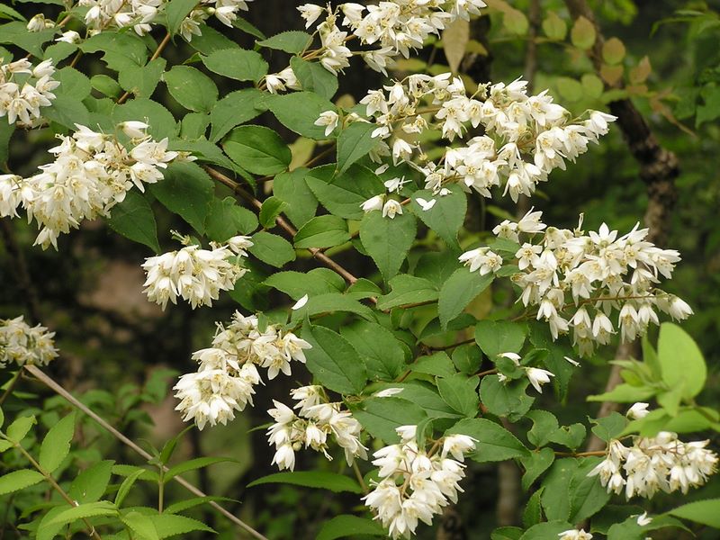 不老山 -- ウツギ