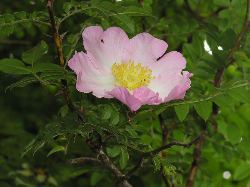 不老山 -- この日初めてのサンショウバラを見る
