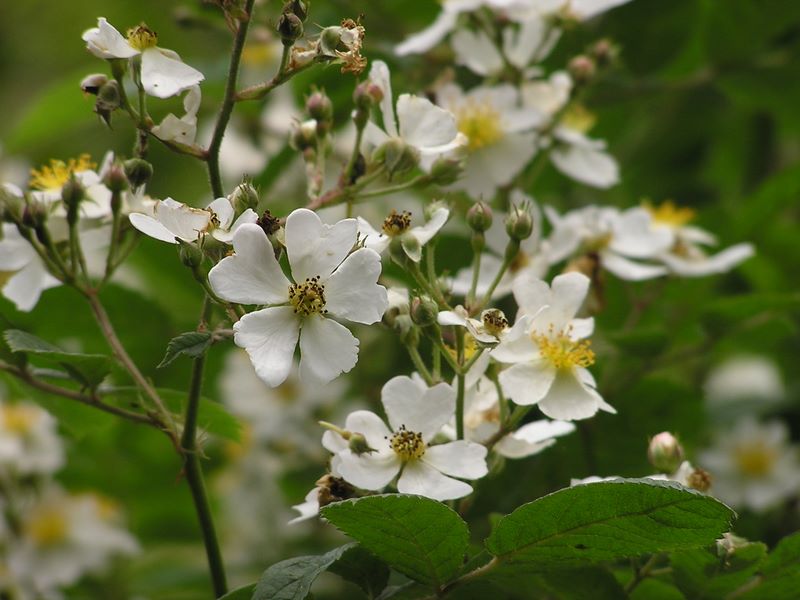 不老山 -- ノイバラ