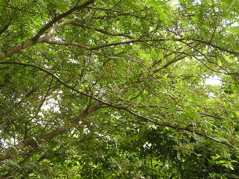 不老山 -- 山椒の木にサンショウの実がびっしり