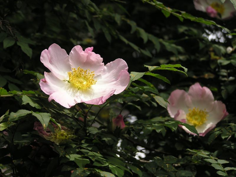 不老山 -- おお、咲いているぞ