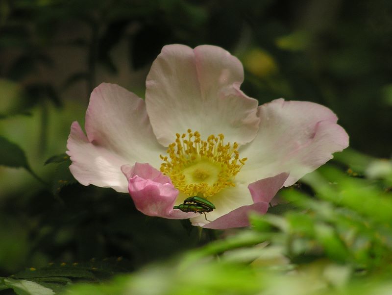 不老山 -- 花の中で子孫を残す営み