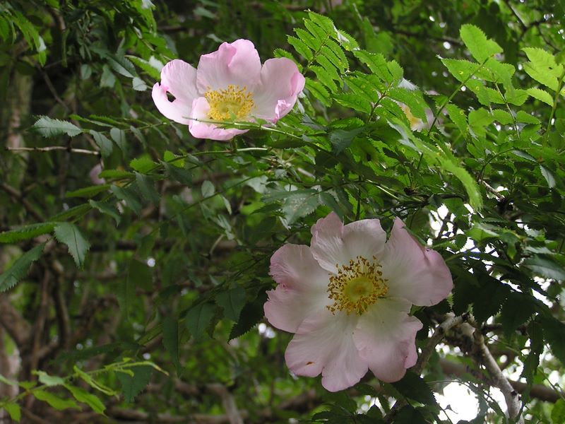 不老山 -- 新しい花（上）とやや古い花