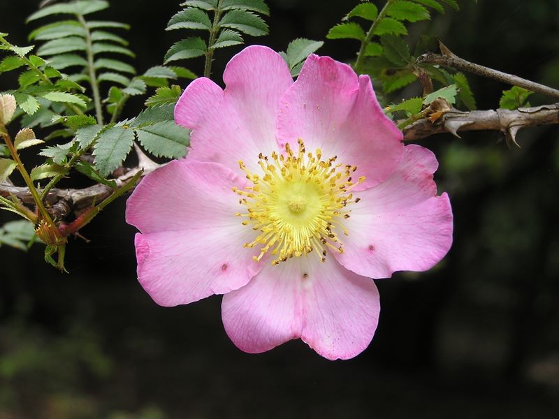 不老山 -- サンショウバラにもトゲがある