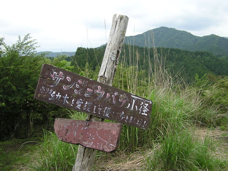 不老山 -- ここまで、「サンショウバラ小径」だった