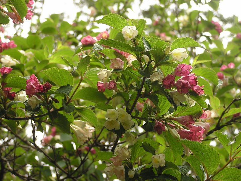 不老山 -- ニシキウツギ