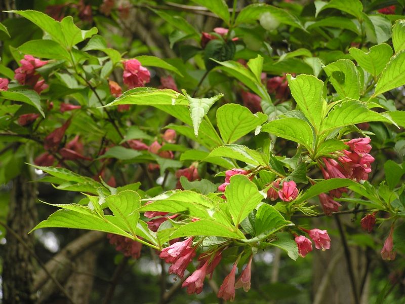 不老山 -- ケウツギ