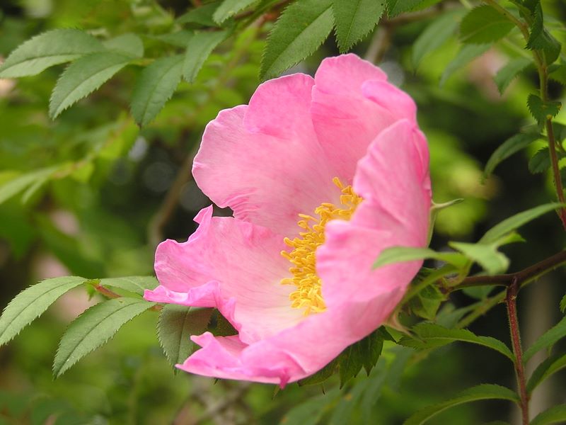 不老山 -- 不老山頂にはまだ瑞々しい花が多かった