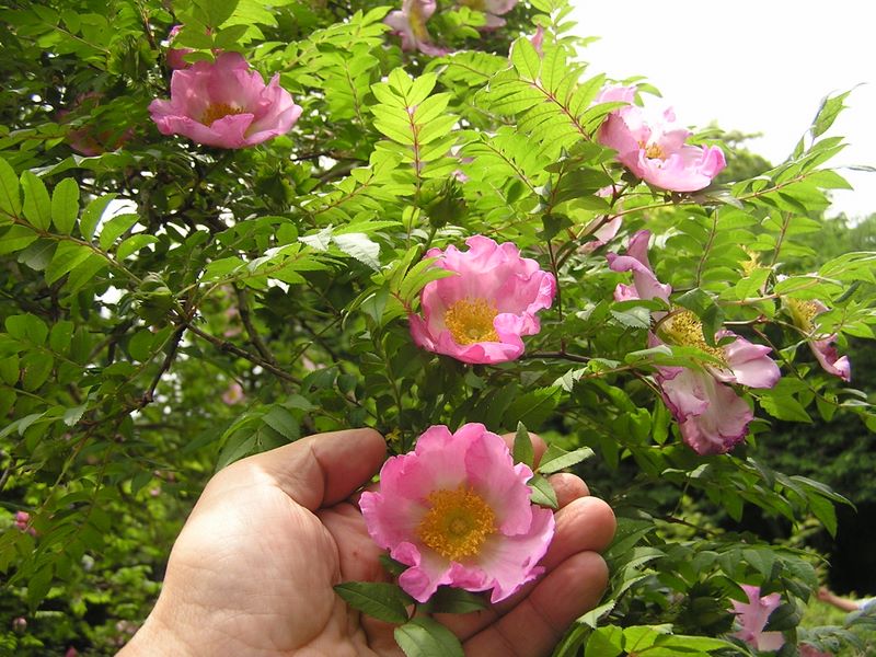 不老山 -- これがサンショウバラの花のサイズ