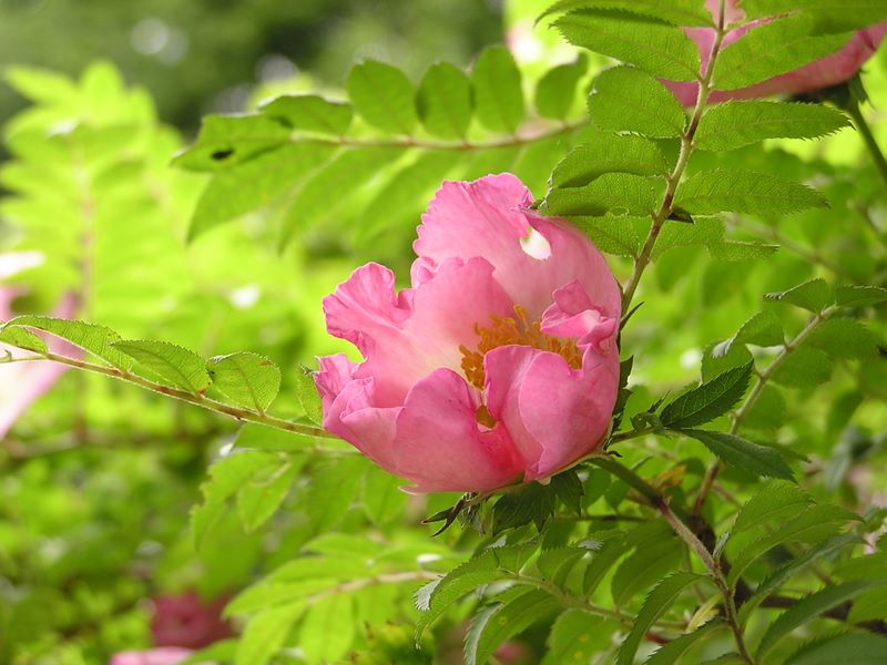 不老山 -- 咲き始めの初々しい花
