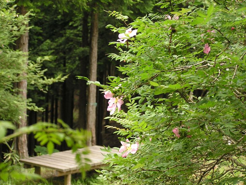 不老山 -- 番ヶ平でサンショウバラともお別れ
