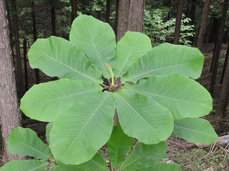 不老山 -- ホオノキの若木