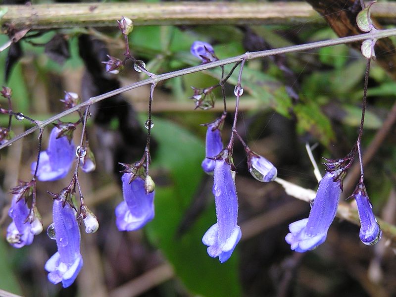 セキヤノアキチョウジ