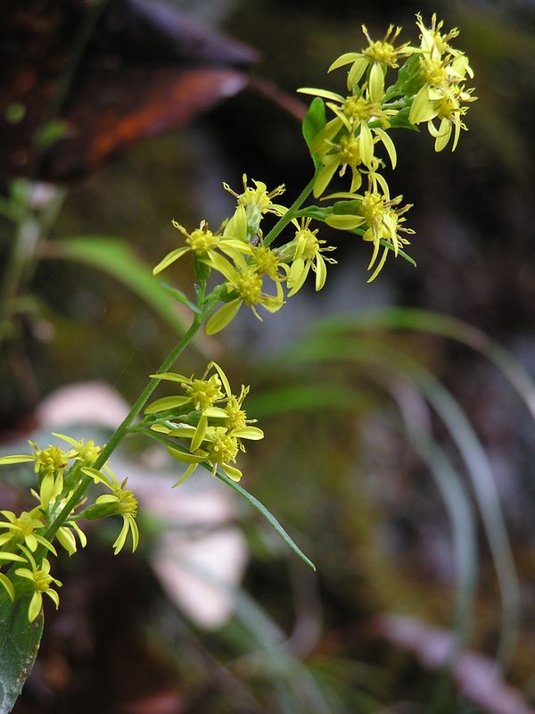 雁ヶ腹摺山 -- アキノキリンソウ