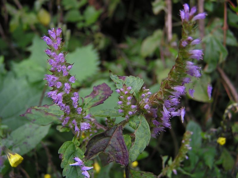 ヤマハッカでしょうか？