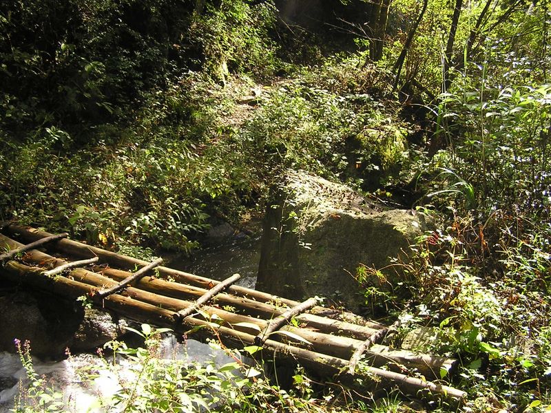 いくつものぬるぬるした木橋を渡る