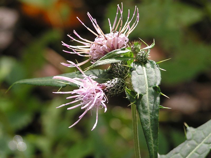 ナンブアザミ？