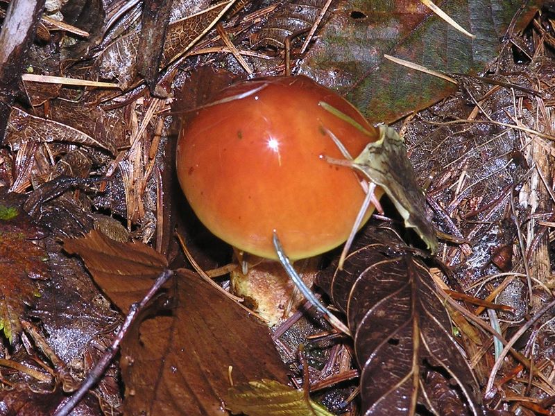 良い香りのキノコ