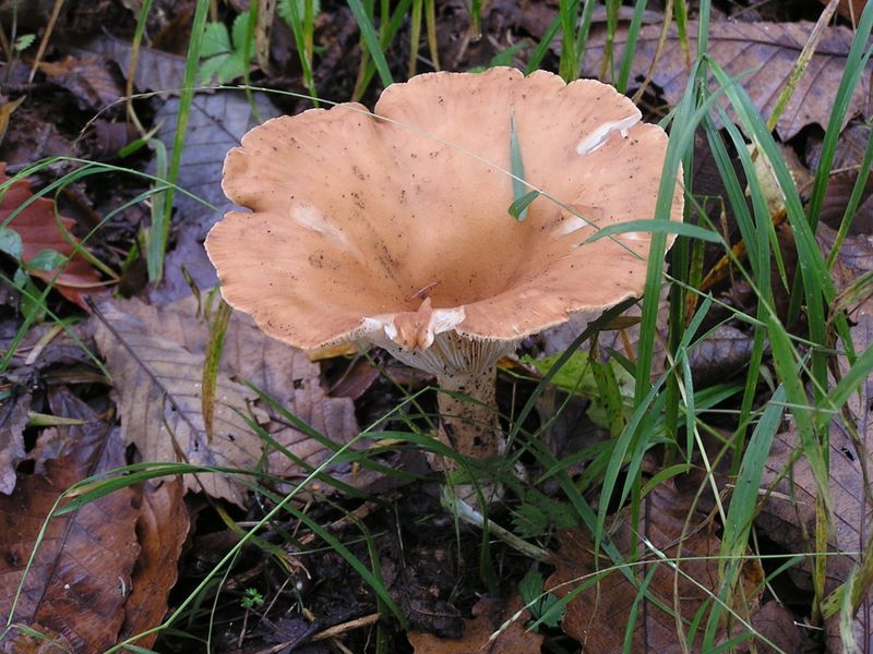 ミヤマカヤタケかなあ？