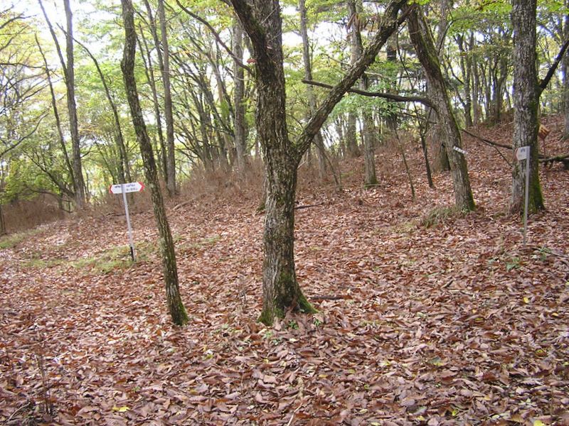 ここが白樺平か