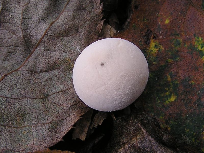 ホコリタケかな