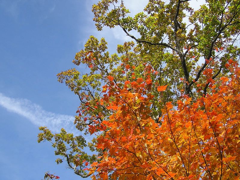 雁ヶ腹摺山 -- 秋山の空
