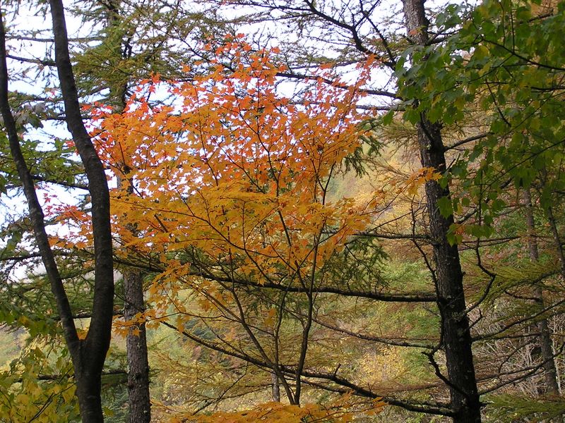 黄葉したカエデ