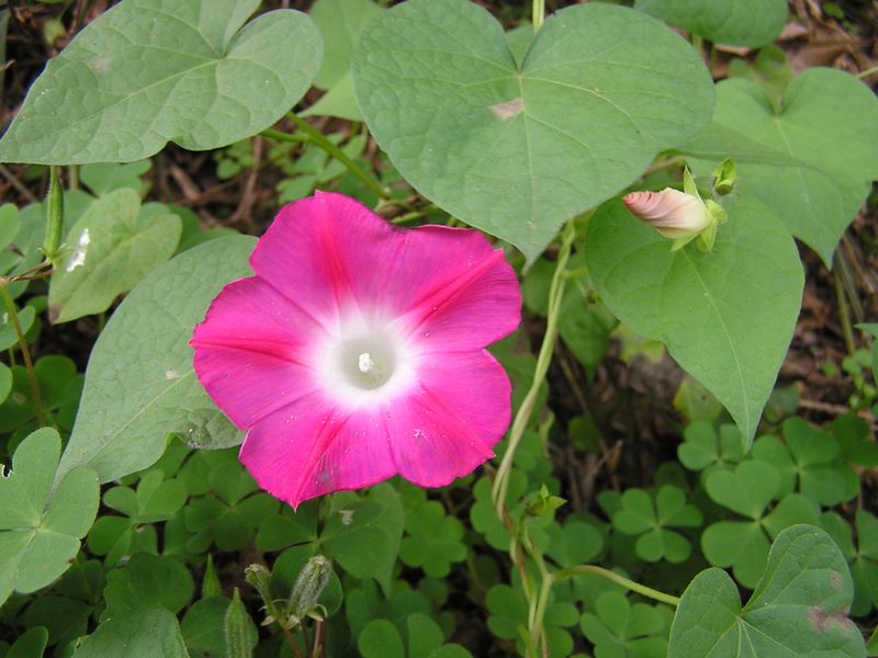 昼顔かな、それとも夕顔？ 