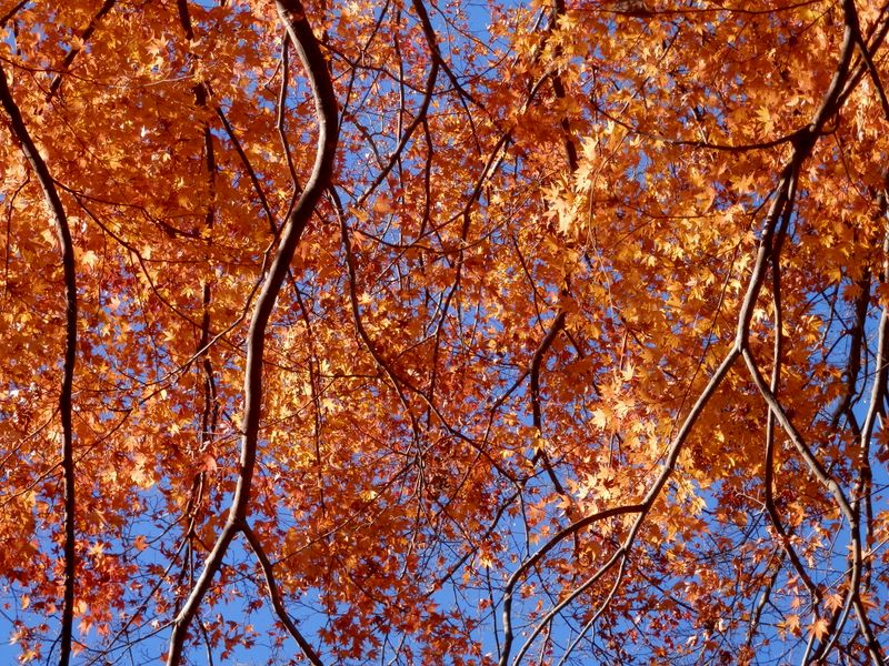 まだ頑張っていた紅葉