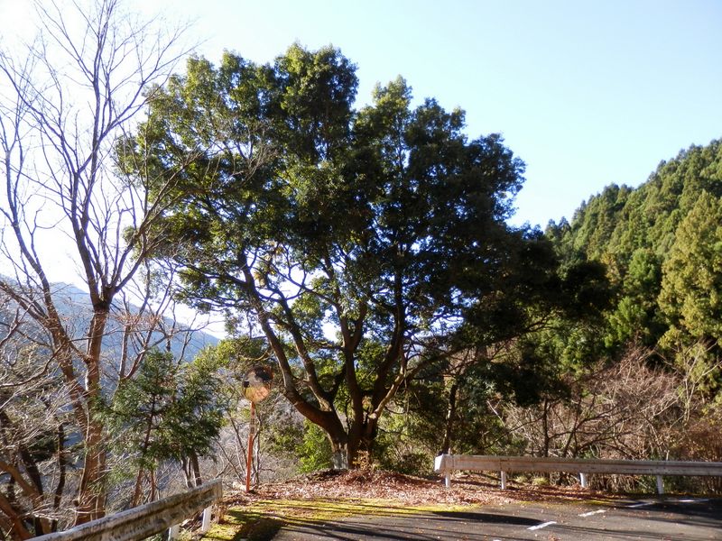 冬でも瑞々しいウラジロカシ