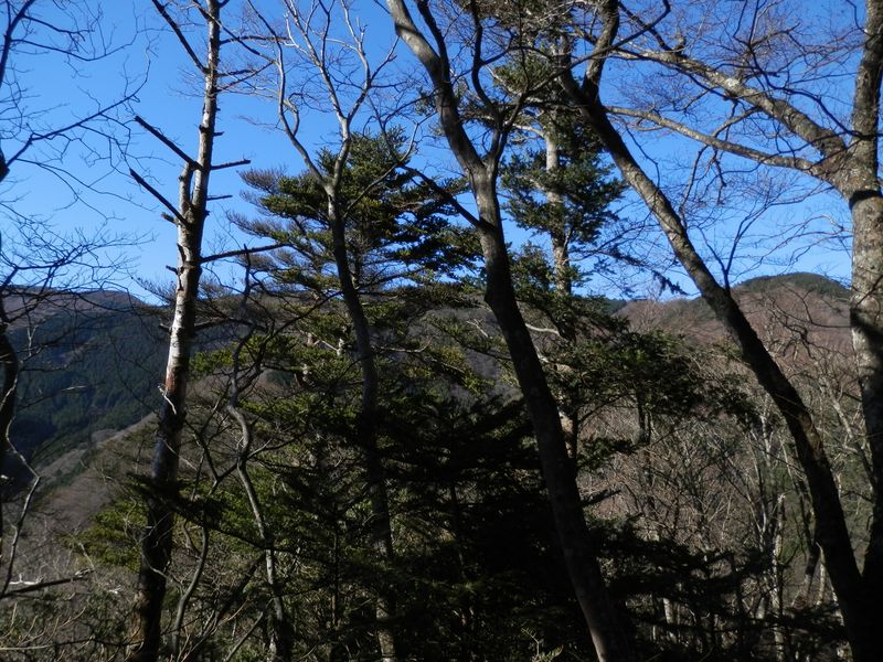 ガタクリ峰 -- 865m峰より、丹沢主脈稜線を望む