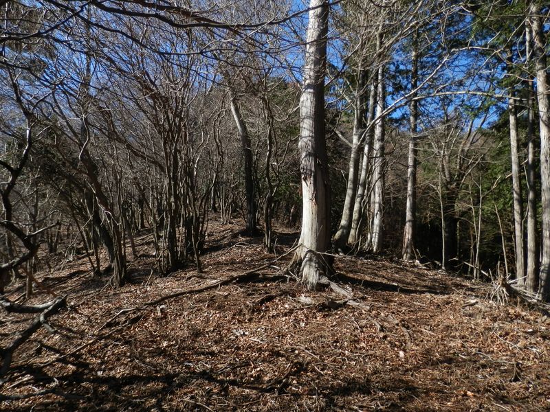1101m峰に向かって、幅広の尾根を登る