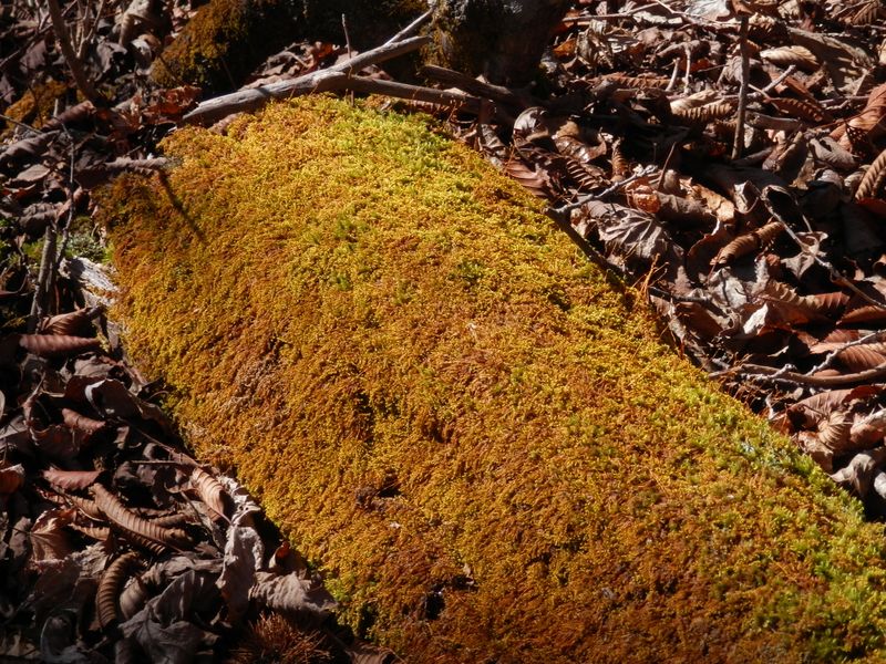 金色の苔