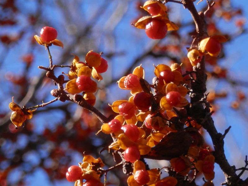 ツルウメモドキ