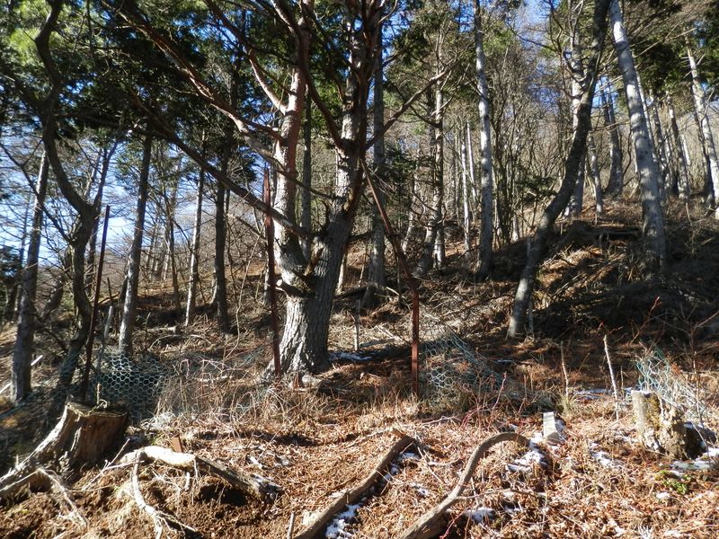 あのアカマツが出口