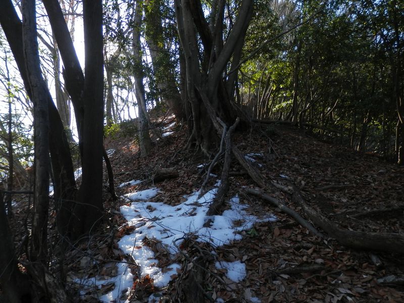 鍋嵐北尾根 -- この辺りの雪はわずか