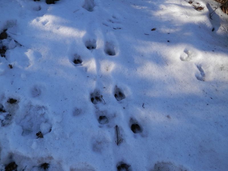 シカのひづめ跡