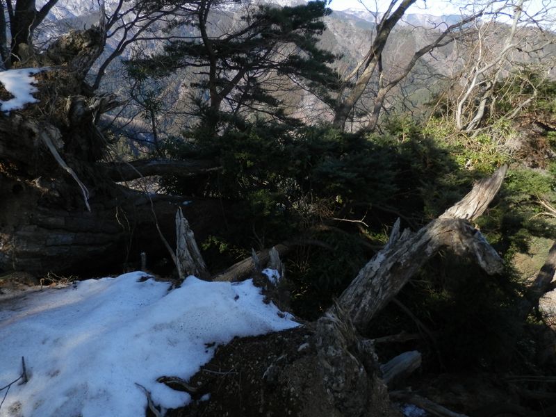 ツガの木が2本倒れていた