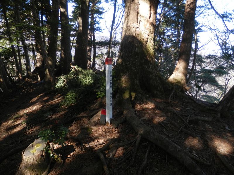 鍋嵐北尾根 -- 677m峰に到着