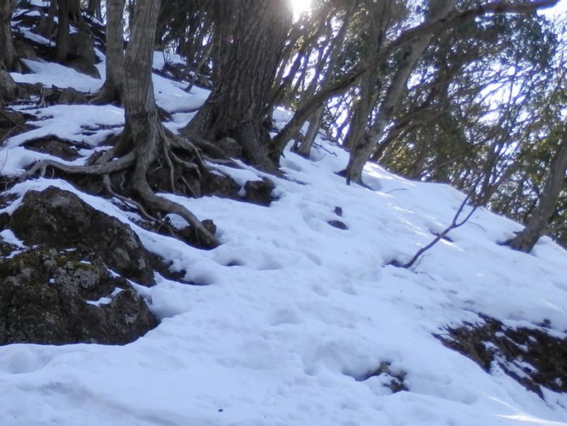 ここ、実はすごい急登