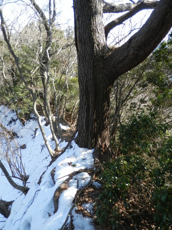 「抱っこマツ」と再会