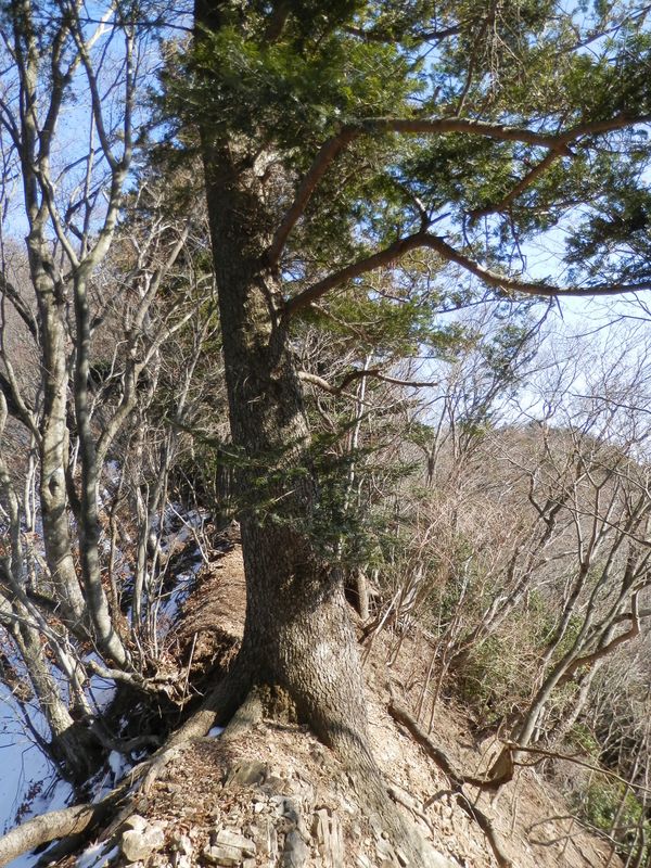 「抱っこモミ」と再会