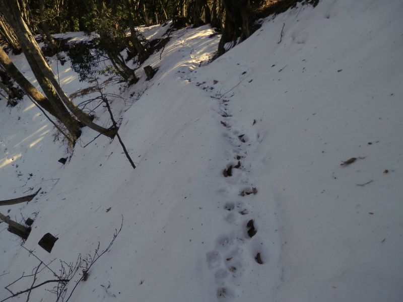 動物たちは平気で歩くのだろうが、ちょっと怖い