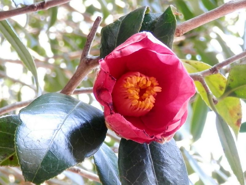 ヤブツバキは常緑照葉樹