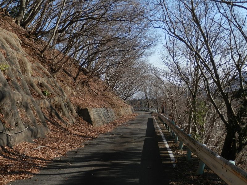 唐沢林道の真っ直ぐな部分