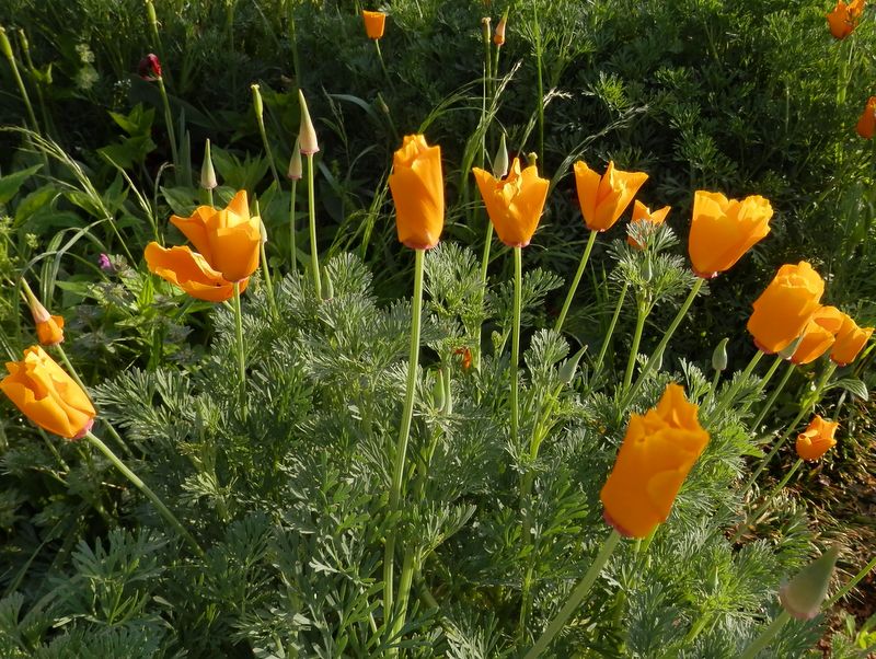 猿橋駅前のハナビシソウ