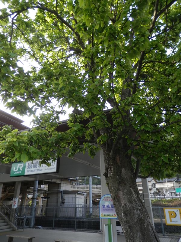 猿橋駅前のニホンヤマナシ