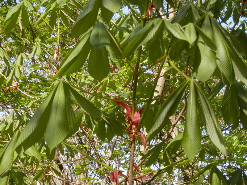 トチノキの若葉