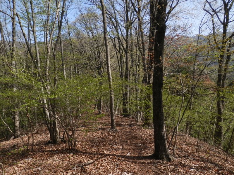 権現山に向かって、快適な尾根歩き